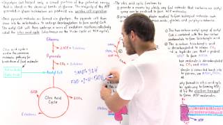 Introduction to Citric Acid Cycle [upl. by Gussy]