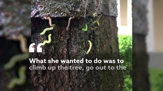 Band your trees to take action against fall cankerworms [upl. by Beatrisa]