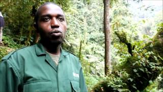 Nyungwe National Park Rwanda Tourism and Tourist Attractions Interview with Kambogo Ildephonse [upl. by Darrey]