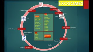 Exosomes [upl. by Nnav]