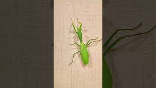 How does a giant mantis differ from a regular one mantis insects [upl. by Konopka564]