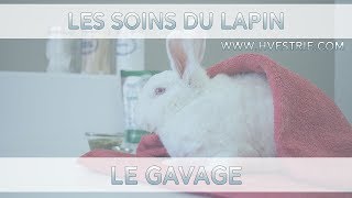 10 LES SOINS DU LAPIN  Le gavage ⟩ Hôpital vétérinaire de lEstrie [upl. by Beaver]