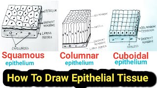 How to Draw Epithelial tissue Easy  Epithelial tissue drawing [upl. by Hinkle48]