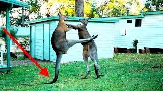 When Kangaroos Attack [upl. by Adamek]