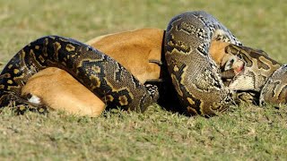 python eats big animals  Snake eats  Worlds Deadliest Reptiles  Most savage moments of pythons [upl. by Kin749]