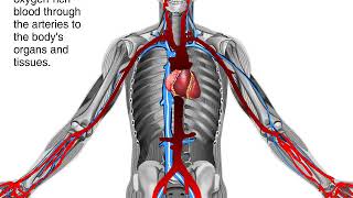 How Blood Flows through the Body Animation  Circulatory System Video [upl. by Wilow]