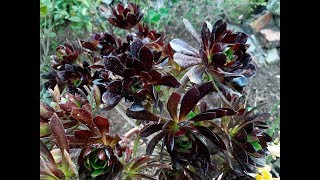 cuidados del Aeonium arboreum atropurpureum  Rosa Negra  Aeonium Negro  Aeonio [upl. by Hilda]