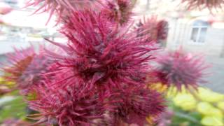 Poisonous Plants 121 Ricinus communis castor oil plant [upl. by Flagler]