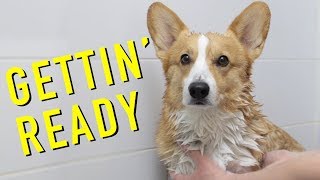 GETTIN READY  Topi the Corgi [upl. by Alahsal]