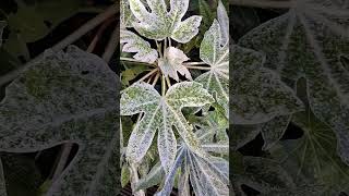 Fatsia Japonica Plant shrubs garden perennialplants shorts [upl. by Ula]