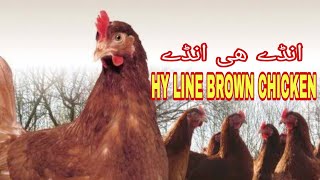 HYLINE BROWN CHICKEN  HYLINE BROWN HEN  BEST EGG LAYING BREED  BEST CHICKEN FOR EGGS IDEAS TIME [upl. by Baalman]