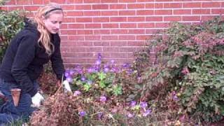 How To Prune a Hardy Geranium or CranesbillAVI [upl. by Yentruok328]