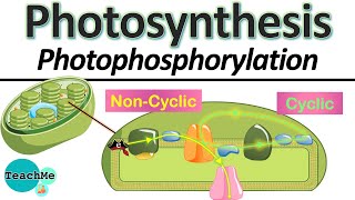 Photosynthesis  Cyclic and Non Cyclic Photophosphorylation  NEET 2024  Dr Gargi Singh [upl. by Aronas]