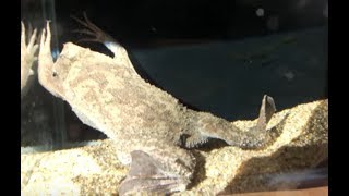 Moving flat frog quotPipa pipa Surinam toadquot動く平面ガエル「ピパ（コモリガエル）」 [upl. by Nerdna]