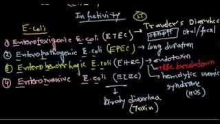 Escherichia coli infection [upl. by Ahsiam]