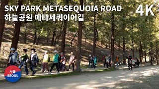 Walking the Metasequoia Road at Sky Park in Seoul 4K 하늘공원 메타쉐콰이어길 산책 [upl. by Bakki]