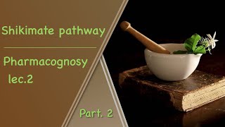 Shikimate pathway  pharmacognosy Lec2 part2 [upl. by Akierdna]