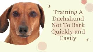 Training A Dachshund Not To Bark Quickly and Easily [upl. by Duky]