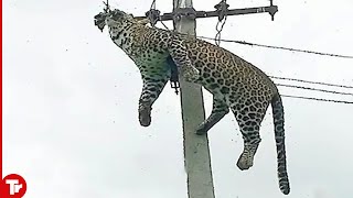 Top 16 Moments Animals Get Electrocuted [upl. by Irol660]