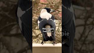 Stunning Male Magpie sound and Feathers  Birds aint real [upl. by Relyk]