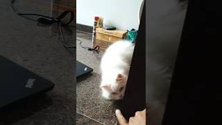 The Surprising Science of How Cats Play [upl. by Agamemnon263]