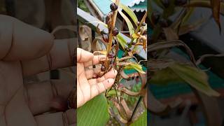 How to grow tiger lilies from bulblis  shortyoutubeshortsvideo [upl. by Kirstin]