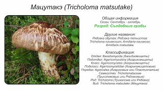 Мацутакэ Tricholoma matsutake [upl. by Retsevlis975]