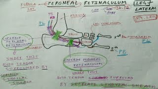 Peroneal Retinaculum  Superior and Inferior  Peroneus Longus Peroneus Brevis [upl. by Gentry155]