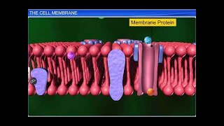 CBSE Class 11 Biology  The Cell Membrane  By Shiksha House [upl. by Aihsekram]