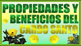 Cardo Santo Propiedades y Beneficios [upl. by Hgielhsa931]