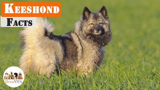 Keeshond  Everything Keeshond Parents Need To Know [upl. by Nobie935]