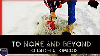 Nome Alaksa  Ice Fishing For Tomcod [upl. by Merola]