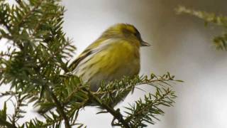 Eurasian Siskin Carduelis spinus ♂  Erlenzeisig 1 [upl. by Anerak816]