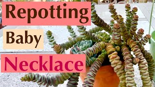 Repotting Crassula Baby Necklace [upl. by Takken]