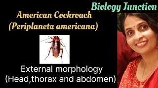 Cockroach  External Morphology  head thorax and abdomen  NEET  Boards [upl. by Arrehs]