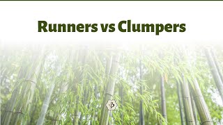 Running Bamboo vs Clumping Bamboo [upl. by Tarrance89]