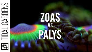 Zoanthid and Palythoa identification and taxonomy [upl. by Ellenahs]