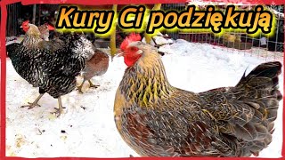 Jak karmić kury zimą  Twoje kury będą zdrowe i szczęśliwe 🐓🐔🐔❄❄❄❄ [upl. by Yuri]