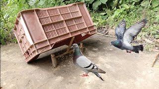 कैरेट से पक्षी पकड़ने का आसान तरीका birds and animals in bamboo trick to make DIY birds trap using [upl. by Rehctelf388]