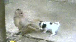 Monkey Laughing at Dog after checking his P [upl. by Parks61]