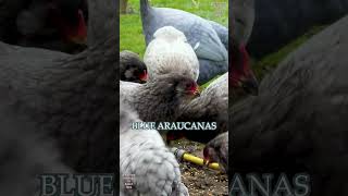 Araucana chickens green eggs chicks crowing rooster plumage colors gallinamapuche araucana [upl. by Anirb]