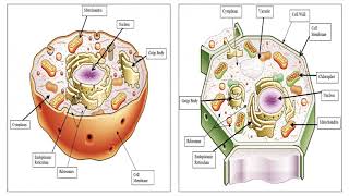 Different between Prokaryote and Eukaryote Cells [upl. by Monah]