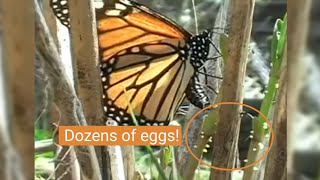 Monarch Butterfly Laying Eggs 🦋 [upl. by Jelena673]