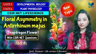 Floral Asymmetry in Antirrhinum majus Snapdragon  CSIR NET 2024  Developmental Biology [upl. by Abdel]