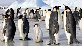 5 Species Types Of Penguins In Antarctica [upl. by Penoyer]