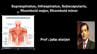 Supraspinatus Infraspinatus Subscapularis Rhomboid major Rhomboid minor [upl. by Sivrad]