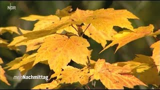 NDR Mein Nachmittag– Zwergsträucher in Herbstfarben pflanzen [upl. by Ardnaet]