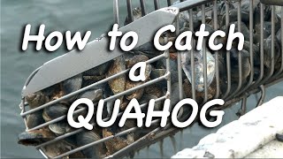 How to Catch a Quahog [upl. by Sancha248]