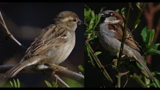 Sparrow Mating Song  Call amp Behavior Habits [upl. by Zysk119]