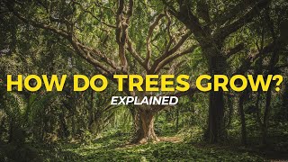 How Trees Grow  Eco Facts  One Tree Planted [upl. by Eirojam]